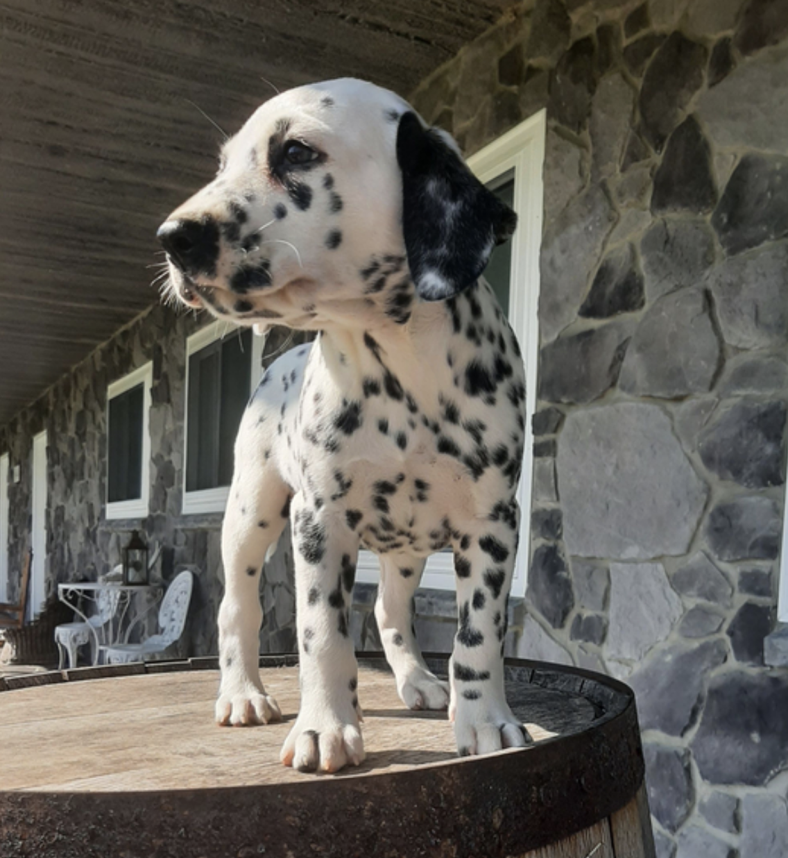 comprar cachorros sanos, baratos y asequibles para la venta